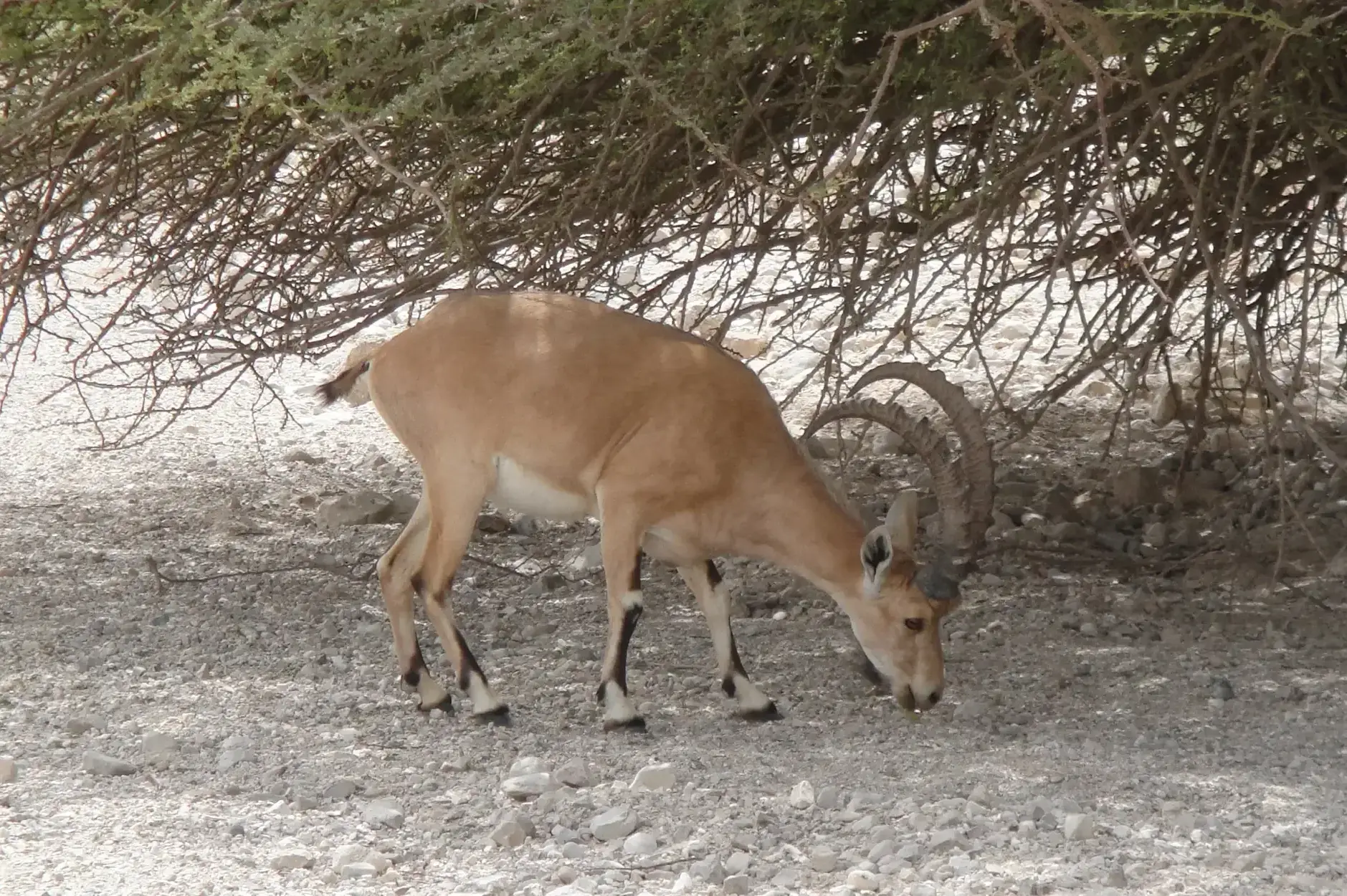 CF Foto Impression 200