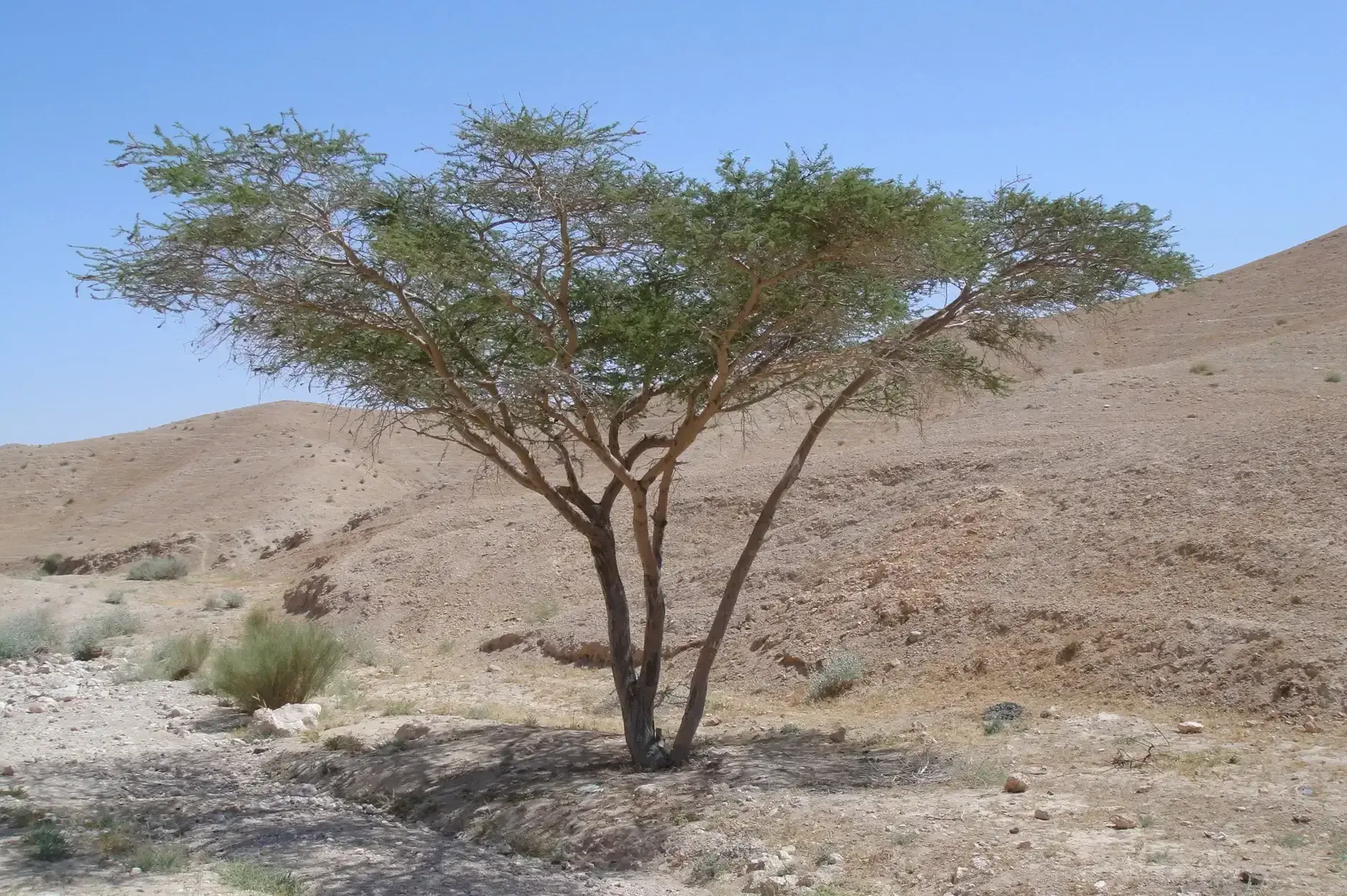 CF Foto Impression 203