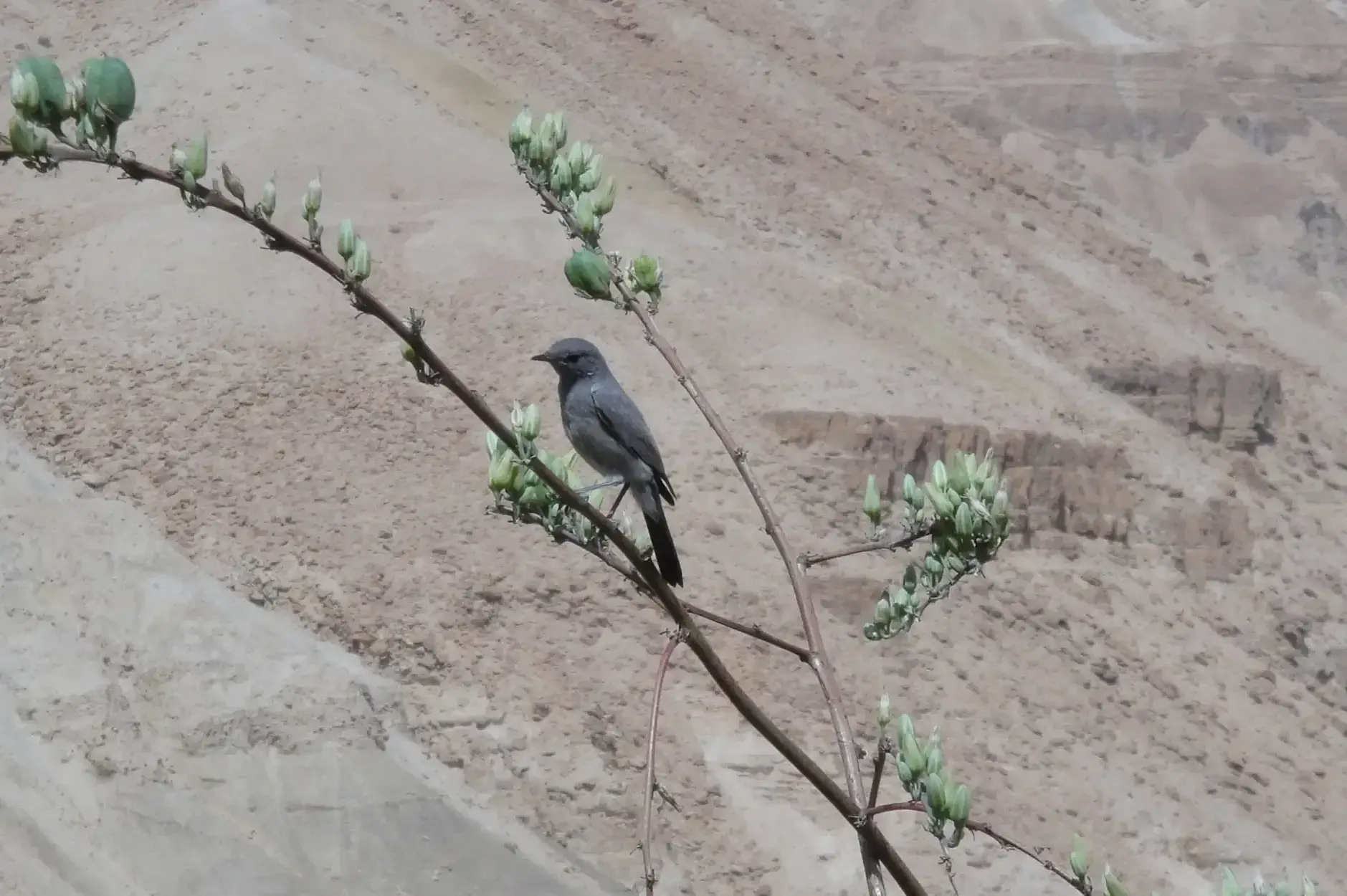 CF Foto Impression 204