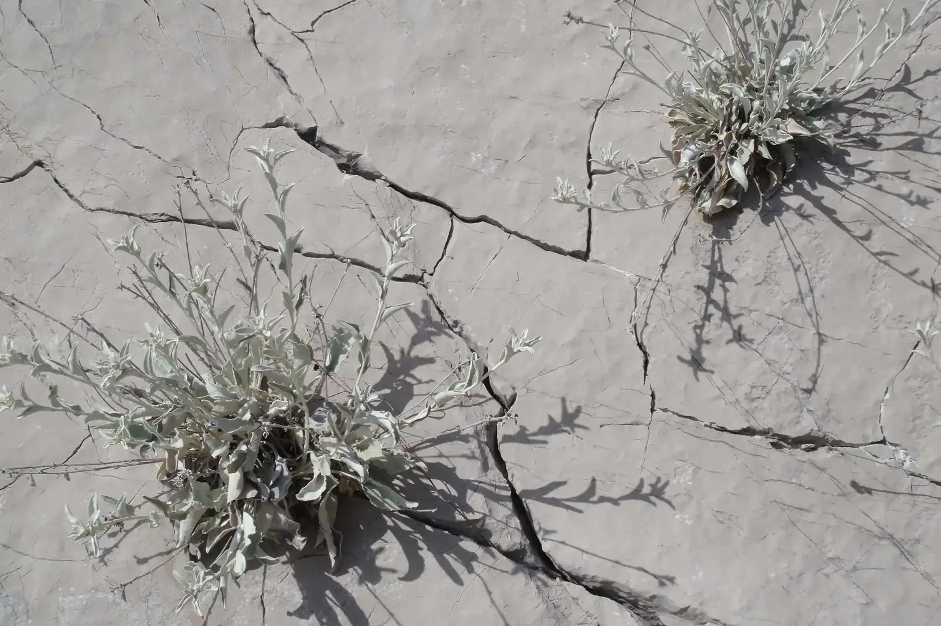 CF Foto Impression 247