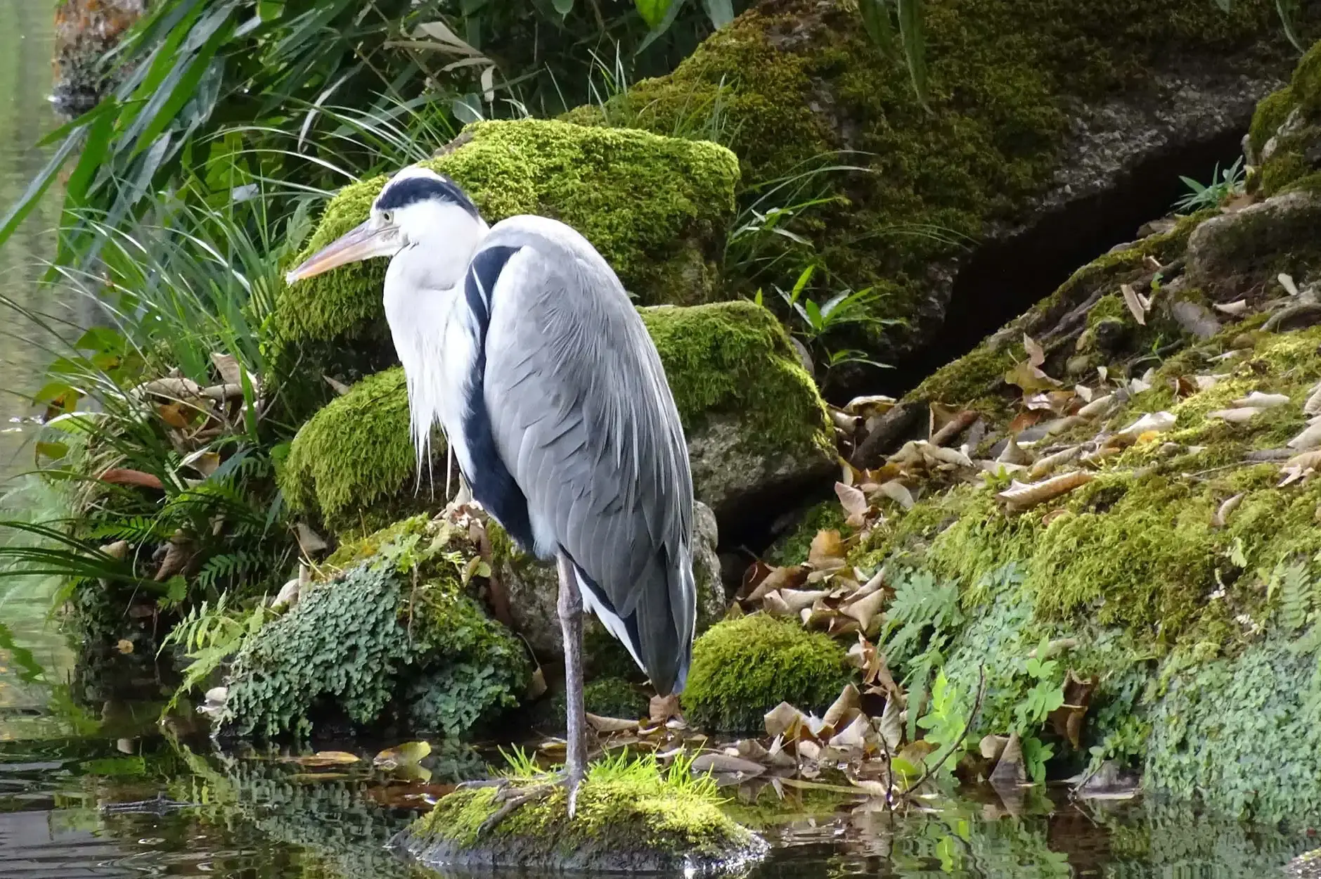 CF Foto Impression 369