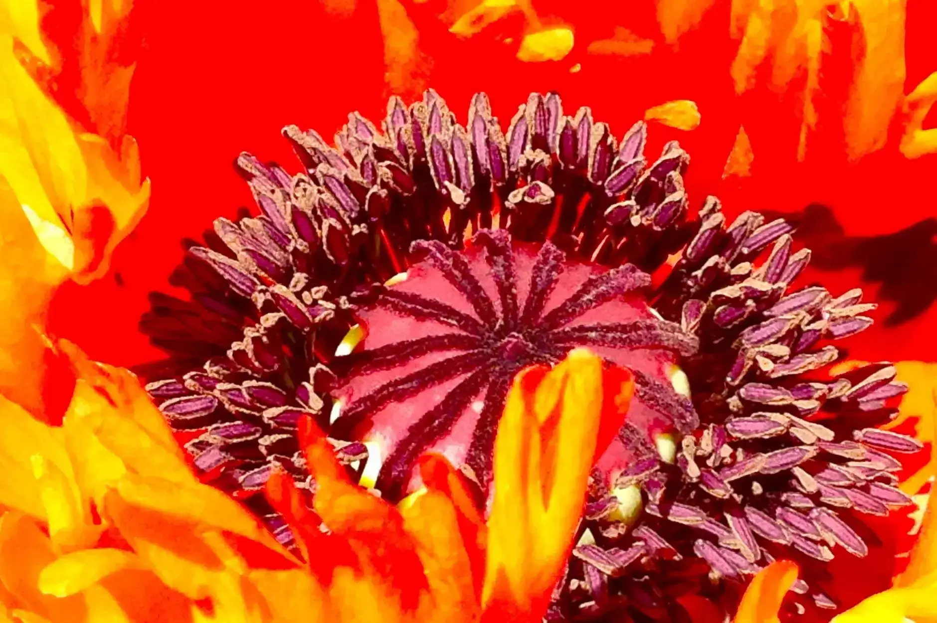 CF Foto Impression 386