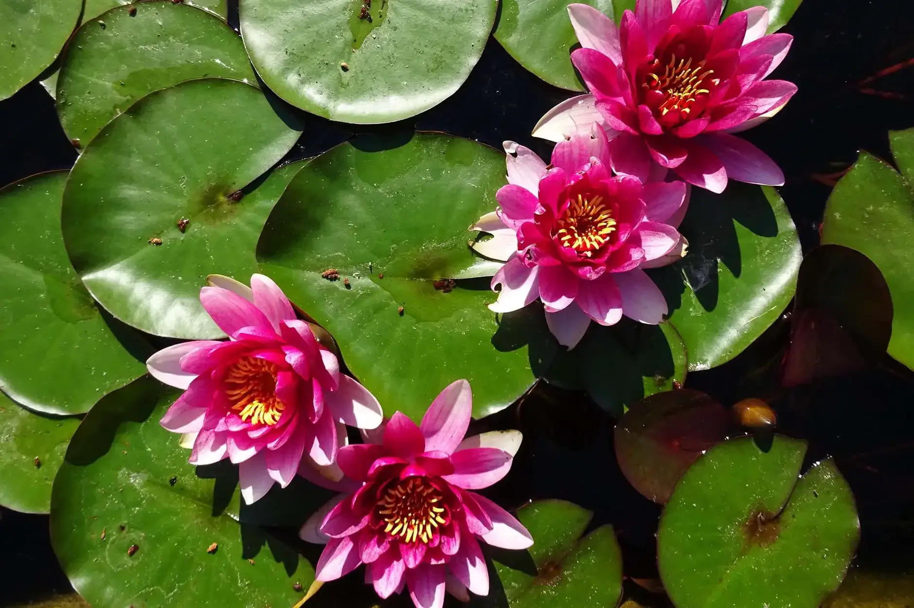 CF Foto Impression 387