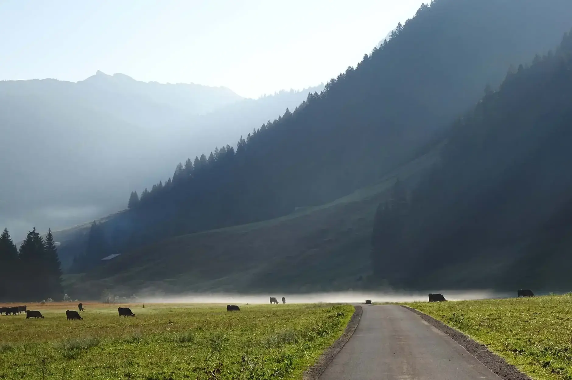 CF Foto Impression 447