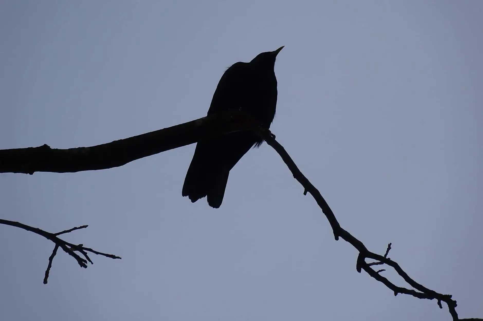 CF Foto Impression 462