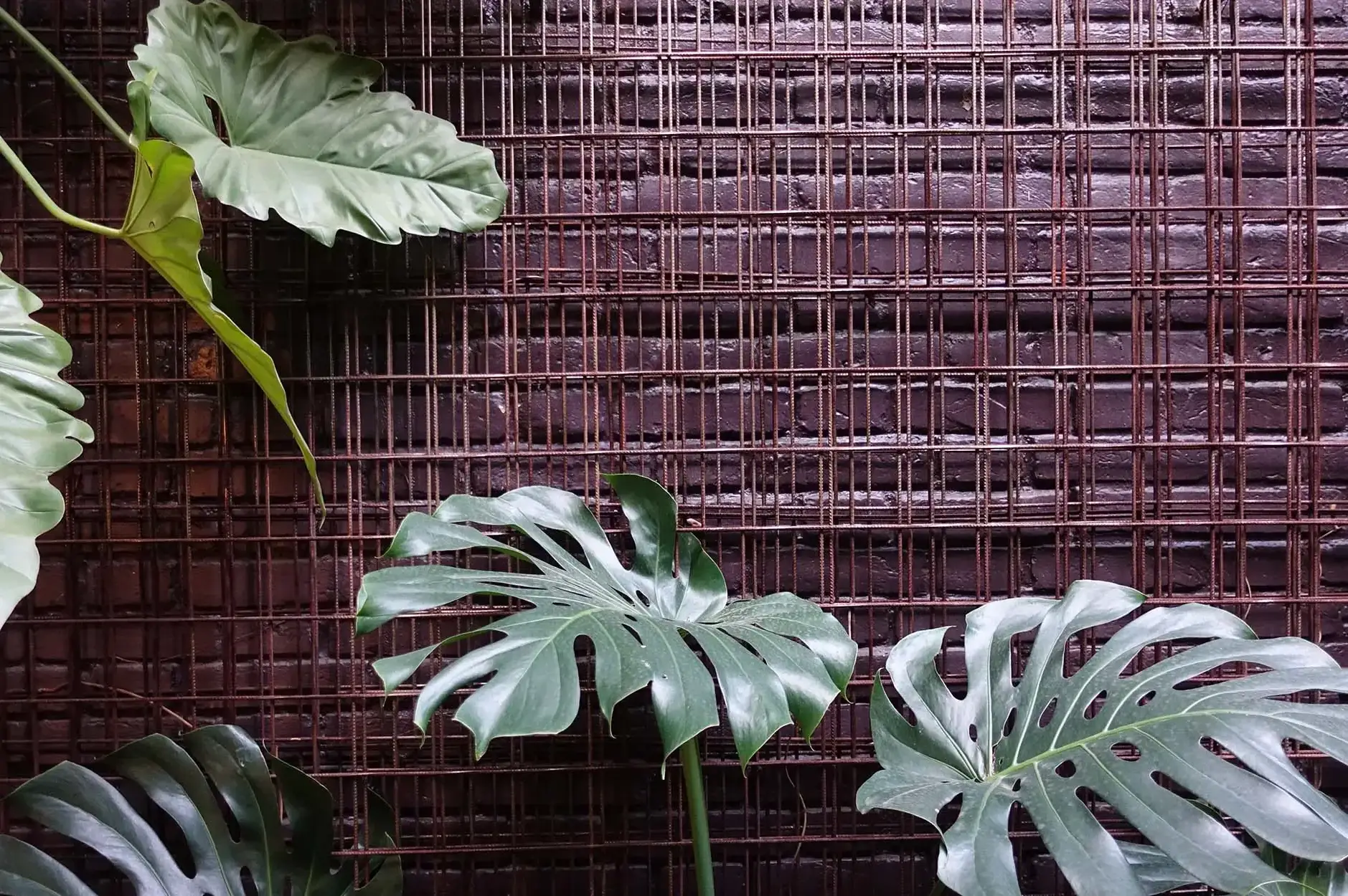 CF Foto Impression 505