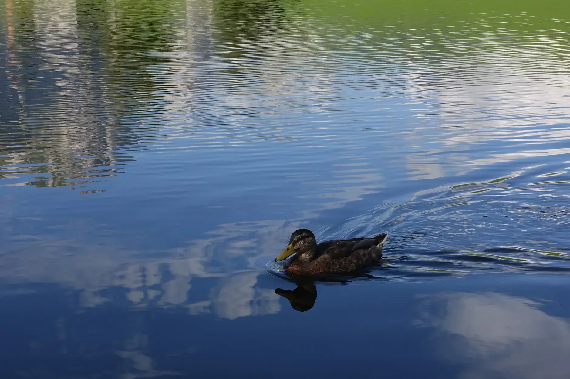 CF Foto Impression 575