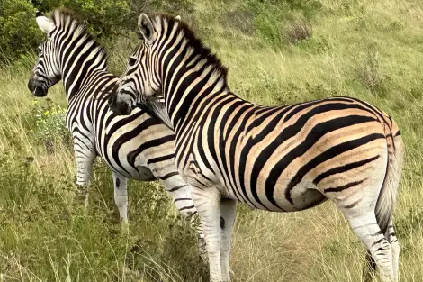 AG FF Foto Impression 061