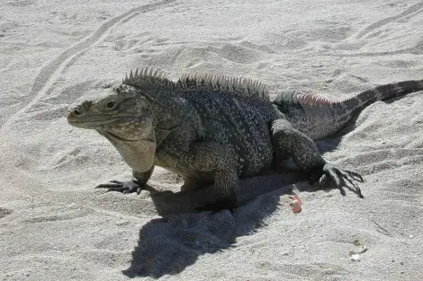 CF Foto Impression 103