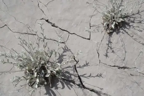 CF Foto Impression 247