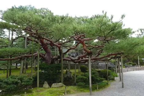 CF Foto Impression 367