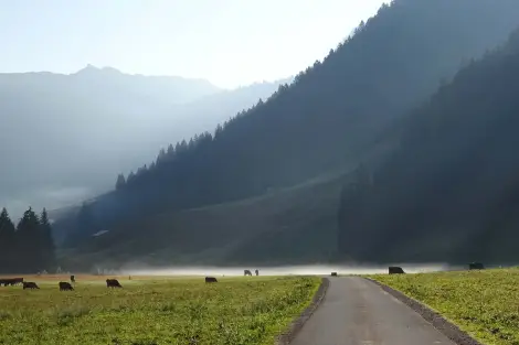 CF Foto Impression 447