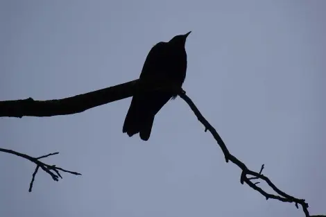 CF Foto Impression 462