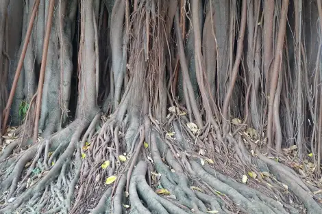 CF Foto Impression 486