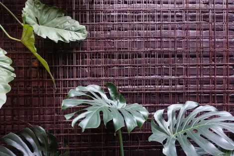 CF Foto Impression 505